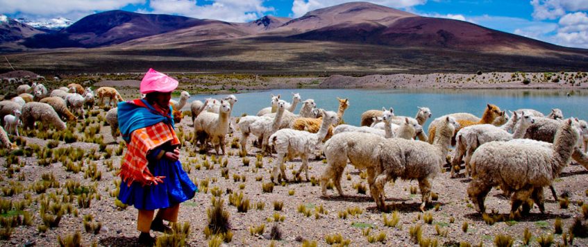 Peruvian person with llamas